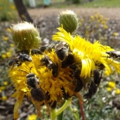 Lasioglossum (Chilalictus) lanarium at Sth Tablelands Ecosystem Park - 1 Dec 2023