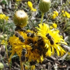 Lasioglossum (Chilalictus) lanarium at Sth Tablelands Ecosystem Park - 1 Dec 2023