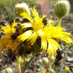 Lasioglossum (Chilalictus) lanarium at Sth Tablelands Ecosystem Park - 1 Dec 2023