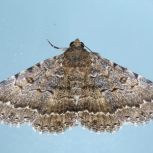 Diatenes aglossoides at Ainslie, ACT - 19 Nov 2023