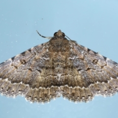 Diatenes aglossoides (An Erebid Moth) at Ainslie, ACT - 19 Nov 2023 by jb2602