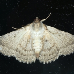 Diatenes aglossoides at Ainslie, ACT - 19 Nov 2023