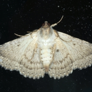 Diatenes aglossoides at Ainslie, ACT - 19 Nov 2023