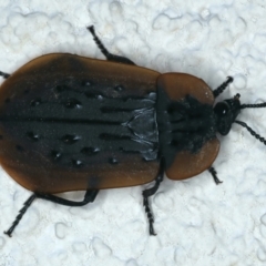 Ptomaphila lacrymosa (Carrion Beetle) at Ainslie, ACT - 19 Nov 2023 by jb2602