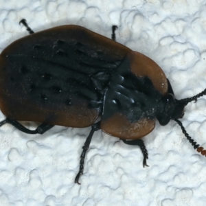 Ptomaphila lacrymosa at Ainslie, ACT - 19 Nov 2023