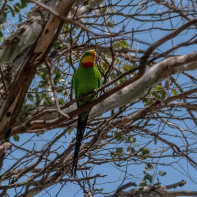 Polytelis swainsonii (Superb Parrot) at Cantor Crescent Woodland, Higgins - 2 Dec 2023 by Untidy