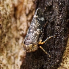 Eurypella tasmaniensis at Mount Painter - 28 Nov 2023 09:18 AM