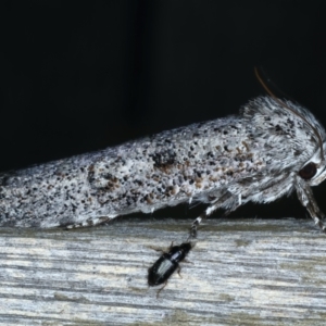 Cryptophasa irrorata at Ainslie, ACT - 19 Nov 2023 10:21 PM