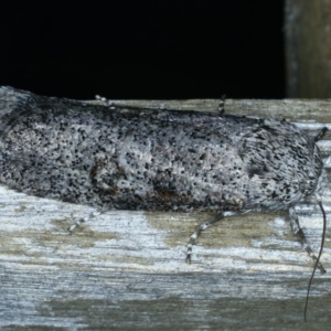 Cryptophasa irrorata at Ainslie, ACT - 19 Nov 2023