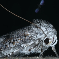 Cryptophasa irrorata at Ainslie, ACT - 19 Nov 2023