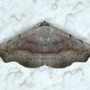 Sophta concavata at Ainslie, ACT - 19 Nov 2023