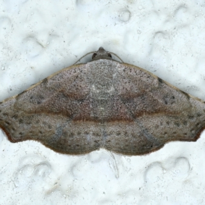 Sophta concavata (Varied Hookwing) at Ainslie, ACT - 19 Nov 2023 by jb2602