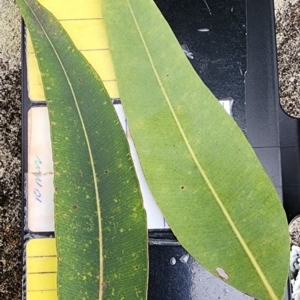 Angophora costata subsp. costata at Northbridge, NSW - 2 Dec 2023