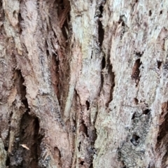 Eucalyptus botryoides at Northbridge, NSW - 2 Dec 2023