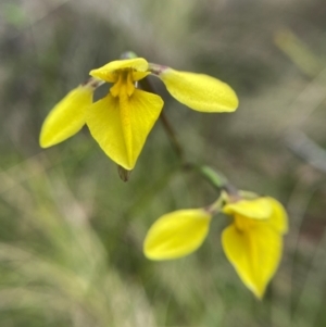 Diuris monticola at Namadgi National Park - 2 Dec 2023