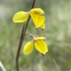 Diuris monticola at Namadgi National Park - 2 Dec 2023