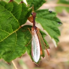Campion sp. (genus) (Mantis Fly) at Mount Painter - 24 Nov 2023 by CathB