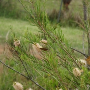 Heteronympha merope at Sth Tablelands Ecosystem Park - 1 Dec 2023