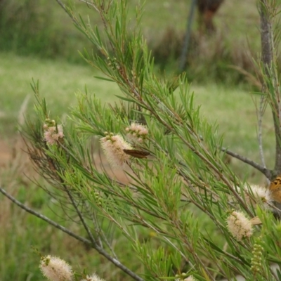 Heteronympha merope (Common Brown Butterfly) at Sth Tablelands Ecosystem Park - 1 Dec 2023 by AndyRussell