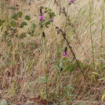 Cullen microcephalum (Dusky Scurf-pea) at Mount Painter - 24 Nov 2023 by CathB