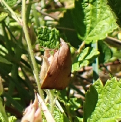 Tortricopsis uncinella (Wingia group) at Mount Painter - 26 Nov 2023 by CathB