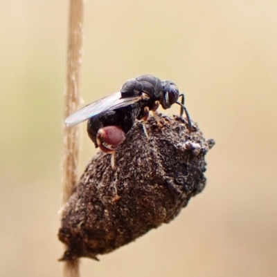 Chalcididae (family) (Unidentified chalcid wasp) at Belconnen, ACT - 22 Nov 2023 by CathB