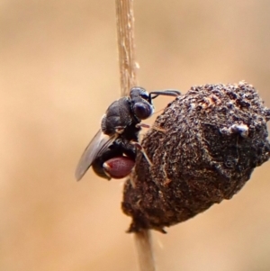 Chalcididae (family) at Mount Painter - 22 Nov 2023