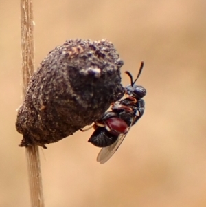 Chalcididae (family) at Mount Painter - 22 Nov 2023