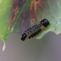 Paropsis atomaria (Eucalyptus leaf beetle) at Wodonga - 30 Nov 2023 by KylieWaldon