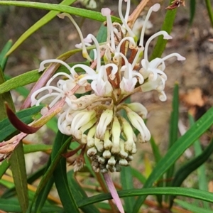 Grevillea linearifolia at Northbridge, NSW - 2 Dec 2023
