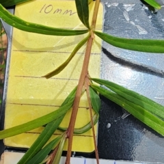 Grevillea linearifolia at Northbridge, NSW - 2 Dec 2023