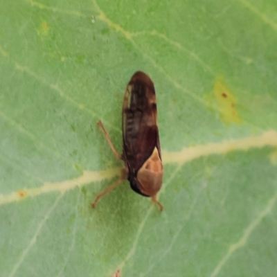 Brunotartessus fulvus (Yellow-headed Leafhopper) at Wodonga, VIC - 30 Nov 2023 by KylieWaldon