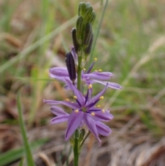 Caesia calliantha (Blue Grass-lily) at Mount Painter - 22 Nov 2023 by CathB
