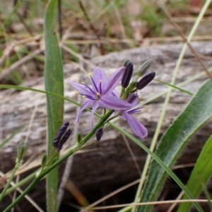 Caesia calliantha at Mount Painter - 22 Nov 2023