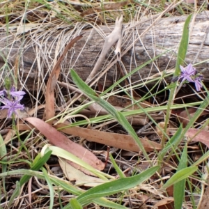 Caesia calliantha at Mount Painter - 22 Nov 2023