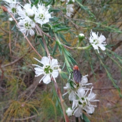 Bibio imitator (Garden maggot) at Molonglo Valley, ACT - 1 Dec 2023 by AndyRussell