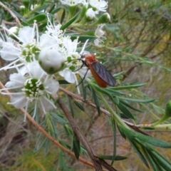 Bibio imitator at Sth Tablelands Ecosystem Park - 1 Dec 2023