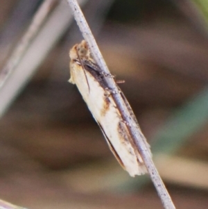 Meritastis ursina at Mount Painter - 30 Nov 2023 06:29 PM