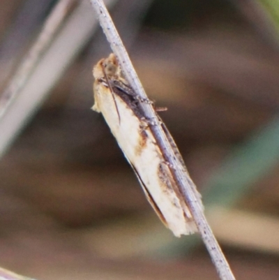 Meritastis ursina (A Tortricid moth) at Cook, ACT - 30 Nov 2023 by CathB