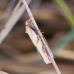 Meritastis ursina at Mount Painter - 30 Nov 2023 06:29 PM