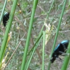 Altica sp. (genus) (Flea beetle) at Sth Tablelands Ecosystem Park - 1 Dec 2023 by AndyRussell