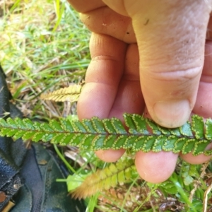 Adiantum hispidulum var. hispidulum at Bullen Range - suppressed