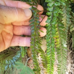 Adiantum hispidulum var. hispidulum at Bullen Range - 2 Dec 2023