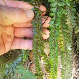 Adiantum hispidulum var. hispidulum at Bullen Range - suppressed