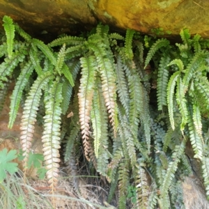 Adiantum hispidulum var. hispidulum at Bullen Range - 2 Dec 2023