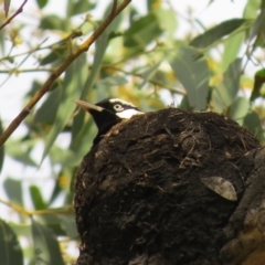 Grallina cyanoleuca (Magpie-lark) at Brunswick Heads, NSW - 6 Nov 2023 by SagefireBloomingInc