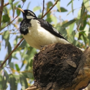 Grallina cyanoleuca at Brunswick Heads, NSW - 6 Nov 2023