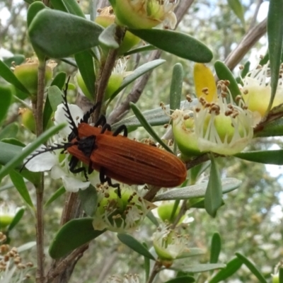 Porrostoma rhipidium (Long-nosed Lycid (Net-winged) beetle) at Molonglo Valley, ACT - 1 Dec 2023 by AndyRussell