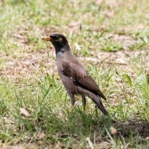 Acridotheres tristis at Cantor Crescent Woodland, Higgins - 2 Dec 2023 11:57 AM