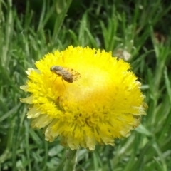 Austrotephritis poenia (Australian Fruit Fly) at Molonglo Valley, ACT - 1 Dec 2023 by AndyRussell